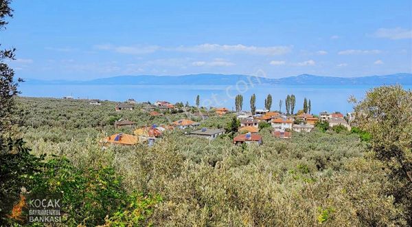 Göllüce Köy İmar Sınırında Göl Manzaralı 796m2 Zeytin Bahçesi