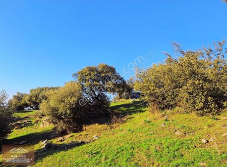 Söke Bayırdamı Satılık Zeytinlik