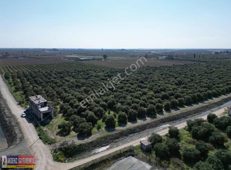 Akkapı Koyuncu Civ. 150484 M2 Satılık Portakal Ve Limon Bahçesi