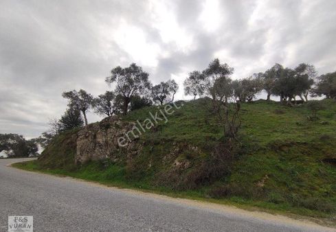 Çine Bedirler'de Satılık: 1.5 Dönümlük Yol Kenarı Zeytinlik, 40 Zeytin Ağacı – Asfalt Kenarında