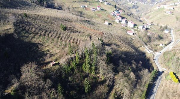 Altın Emlak Trabzonda Satılık 10.700 Metre Kare Arazi