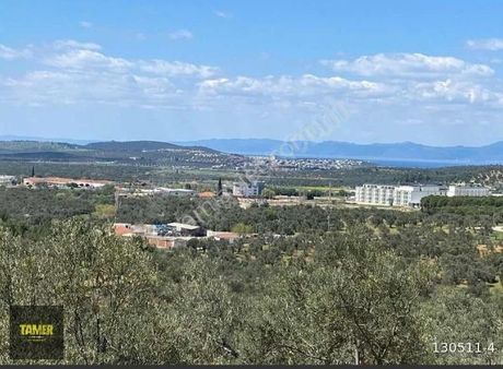 Tamer'den Karaağaçta Bakımlı Zeytinlik