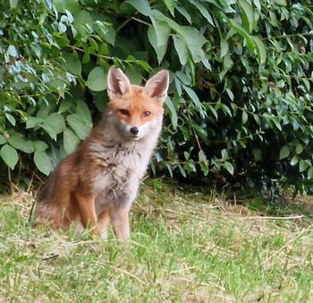 Aşkın Emlaktan Sarıfakılar Köyü Yakını Yolu Olan Tarla
