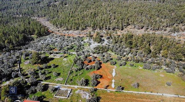 Tek Tapu Zeytinlik Muğla Milas Kızılağaç