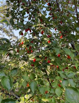 Bayındır Kızılobada Kiraz Ve Üzüm Bahçesi