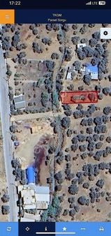 Kemalpaşa Sarılar Köyünde Satılık Zeytin Bahçesi