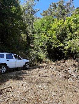 Acil Satılık Ceviz Bahçesi