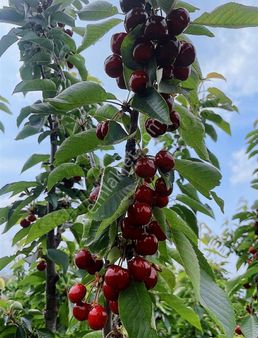 Kemalpaşa Sinancılar Köyünde Acil Satılık Kiraz Bahçesi
