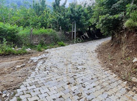 Kemalpaşa Ovacık Köyünde Tek Tapu Kiraz Bahçesi