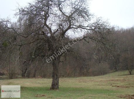 Demirköy Balaban Orman İçinde Resmiyollu Satılık Müstakil Tarla