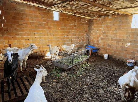Kemalpaşa Sinancılar Köyünde Müstakil Bahçeli Ev