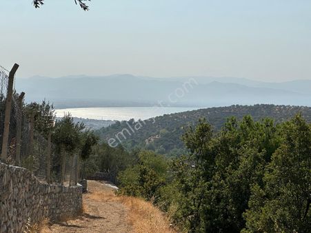 Kavuşturan Emlak'tan Çamlıbel Deniz Manzaralı Satılık Zeytinlik