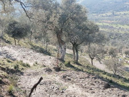 İzmir Torbalı Gold Emlaktan Satılık Zeytinlik