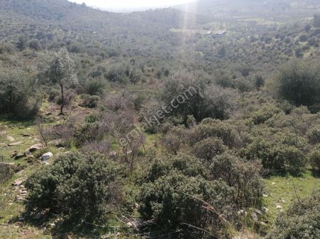 İzmir Torbalı Gold Emlaktan Satılık Zeytinlik