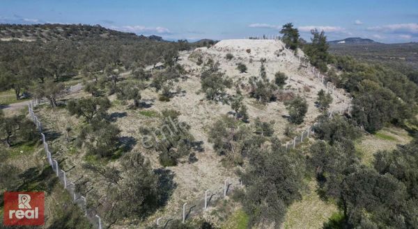 Gazikemalpaşada Yola Sıfır 5000 M2 Çevrili Bakımlı Zeytinlik