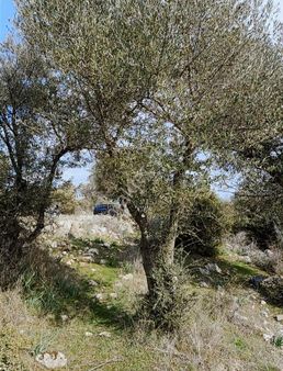 Yunusemre İlçesinde Tarla Şok Fiyat Lı