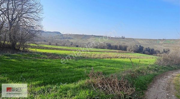 Tinny House Veya Container Koy Bu Fìyata Kaçırma