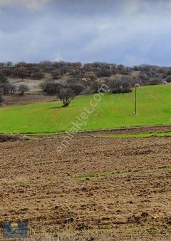 Yoprağa Yapılanan Yatırım Sabredene, Her Zaman Kazandırır