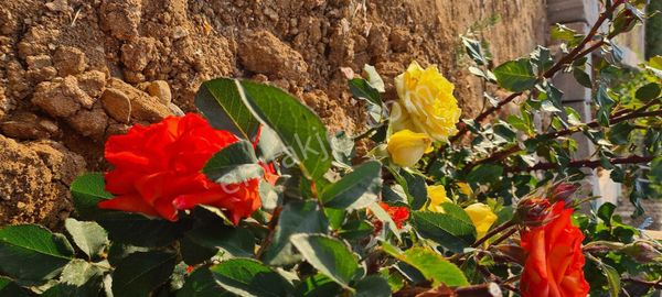 Meram Karadiğinde 2.800 M2 Müstakil Tapulu Satılık Bahçe