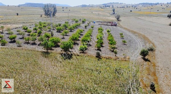 Bilecik Belkese Yenipazar Köyünde Resmi Yollu Cevizlik