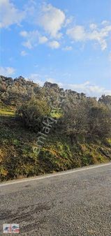 Harika Köy Yakını Asfalt Yol Cepheli Bakımlı Zeytinlik