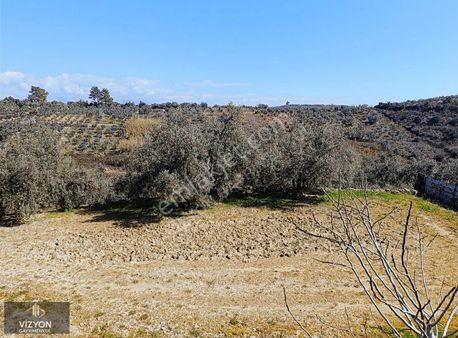 Manavgatta Zeytin Ağaçlarıyla Çevrili 7500 M²lik Doğal Cennet