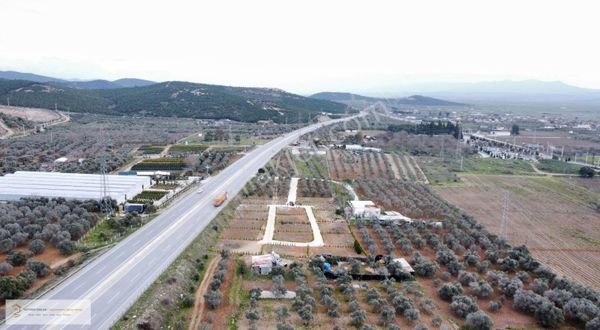 Yatırım Emlak'tan Asfalt Cepheli Satılık Zeytinlik.