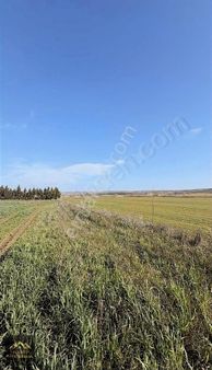 Silivri Fenerköy İmar Sınırında 1475m2 Yerleşim'e Yakın Tarla