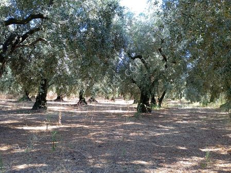 Balıkesir Erdek Hamamlı Mah. 2.067 M2 Satılık Zeytinlik Yatırımlık