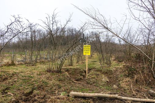 Ordu Perşembe Güzelyurt Mah. 880m² Satılık Fındık Bahçesi Müstakil Parsel