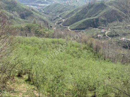 12 Dönüm Fındık Bahçesi Bu Fiyata Emsali Yok Alan Kazanır