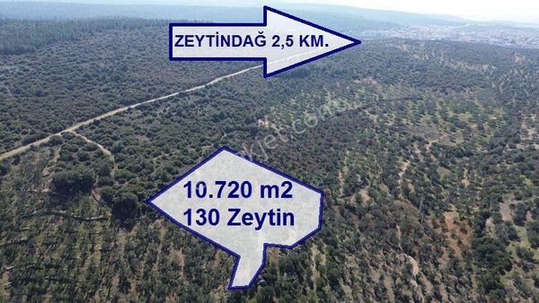 Bölgenin En Uygunu 130 Ağaçlı 10.720 M2 Satılık Zeytinlik