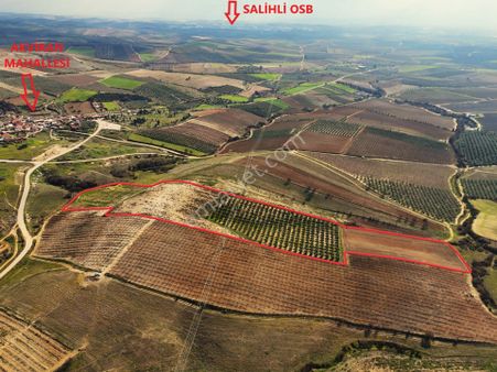 Salihli Akviran'da Satılık 31500 M2 Zeytinlik Ve Boş Tarla Video
