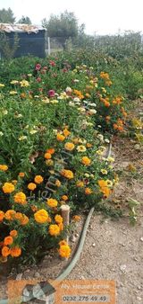 Buca Kaynaklar Dokuz Eylül Mahallesi'nde Satılık 1.120 M2 Tarla