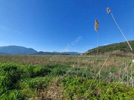 Muğla Ortaca Güzelyurtta Satılık Verimli 6.350 M2 Arazi