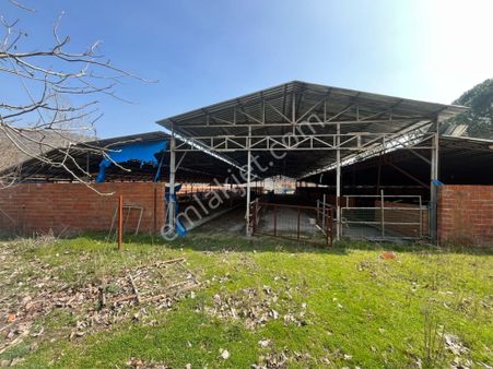 Al-ya Gayrimenkul Den Kiralık Ruhsatlı Çiftlik