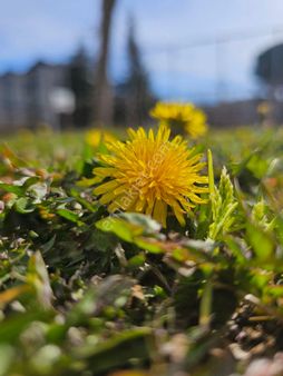 Gönen Tuzakçı Mahallesin'de %40 Satılık Konut İmarlı Arsa