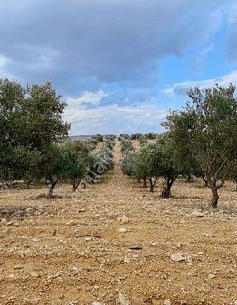 Satılık Zeytinlik