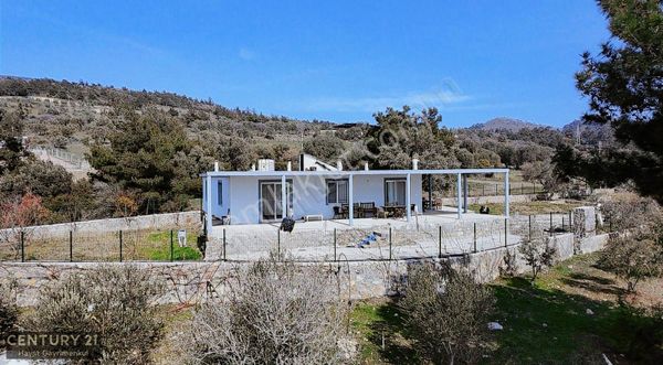 Menemen Görecede Zeytinli Tarla