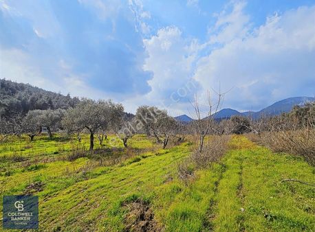 Kemalpaşa Vişneli Köyünde 12.500 M² Yatırım Fırsatı