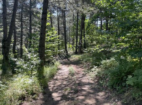 Kemalpaşa Ovacık Köyünde Ceviz Bahçesi
