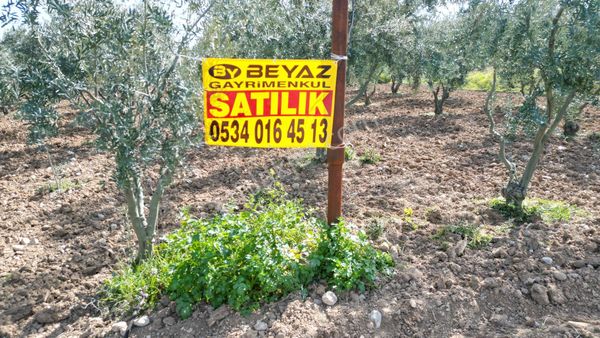 Beyaz Gayrımenkulden Karaoglanlı Mh 9 Dönüm Satılık Zeytinlik