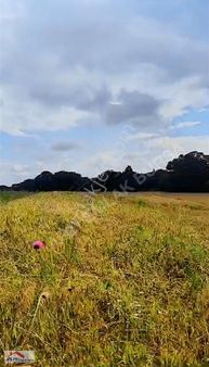 Kırklarelı Pınarhısar Evcıler Satılık Verımlı Arazı