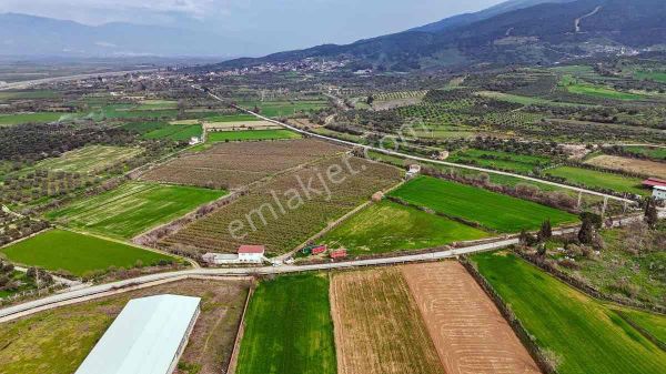 Nazilli Toygar’da Satılık Nar Bahçesi
