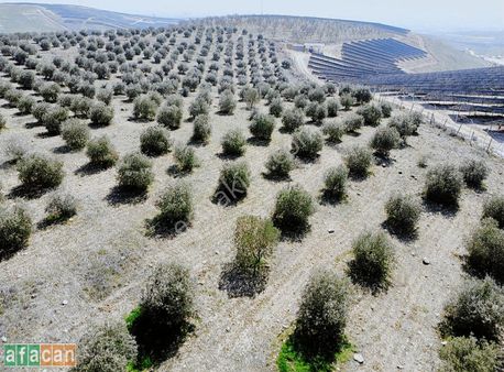 Satılık Manzalina Zeytinlik Ve Badem Bahçesi - Kupon Arazi.!!