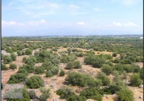 Topallı'da Ana Yola Yakın Satılık Villa İmarlı Arsa