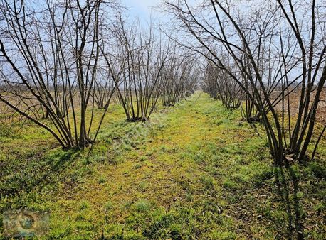 Global Emlak'tan Yatırımlık Fındıklık İmar Sınırında