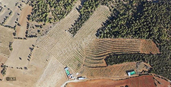 Burdur Merkezde 75 Dönüm Tam Donanımlı Ceviz Bahçesi