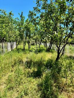 Ayvacık’ta - İçinde Meyve Ağaçları Bulunan Satılık Fırsat Arsa