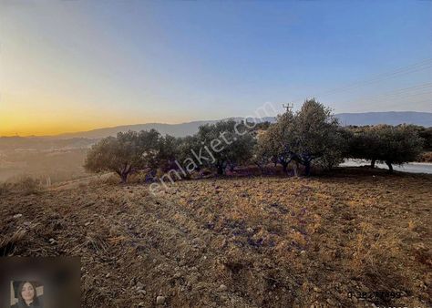 Antakya Karlısu Da Satılık Zeytinlik